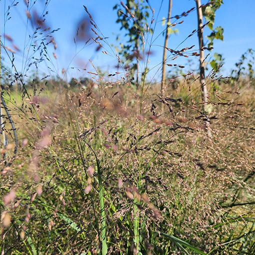 Skuju stiebrzāle (Deschampsia cespitosa)  4l