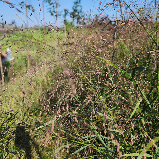Skuju stiebrzāle (Deschampsia cespitosa)  4l