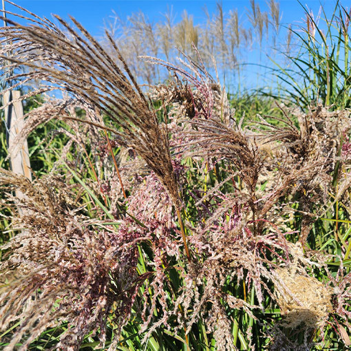 Ķīnas miskants 'Dread Locks'  4l