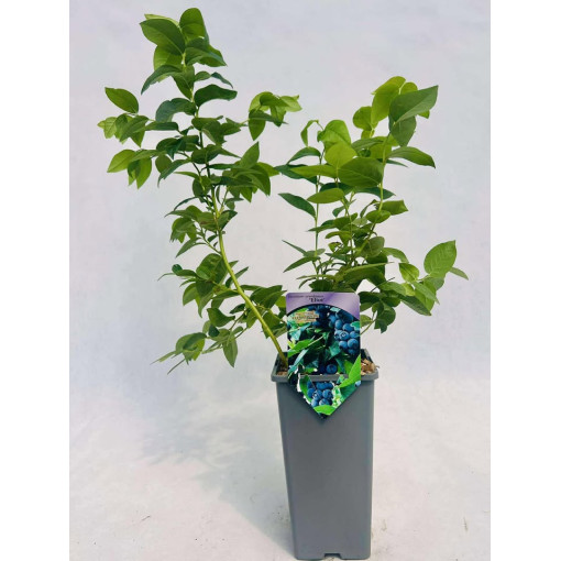 Aukštaūgė šilauogė Eliot 2L