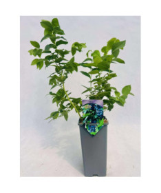 Aukštaūgė šilauogė Eliot 2L