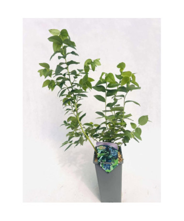 Aukštaūgė šilauogė Eliot 2L