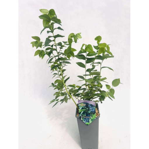 Aukštaūgė šilauogė Eliot 2L