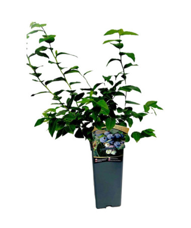 Aukštaūgė šilauogė Hanna Choice 2L