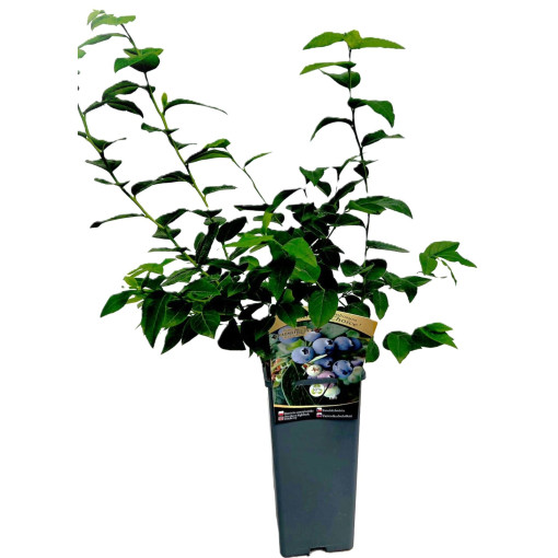 Aukštaūgė šilauogė Hanna Choice 2L