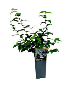 Aukštaūgė šilauogė Hanna Choice 2L