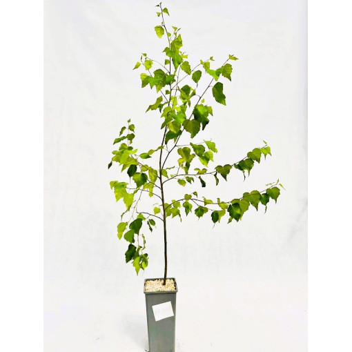 Karpotasis beržas 2L