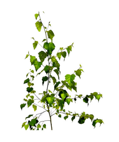 Karpotasis beržas 2L