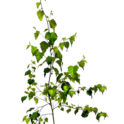 Karpotasis beržas 2L