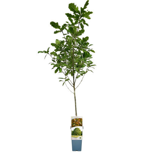 Paprastasis ąžuolas 2L