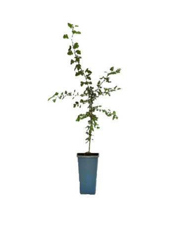 Paprastasis gudobelis 2L