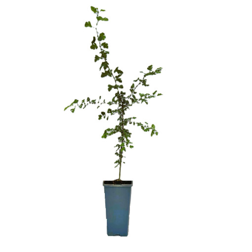 Paprastasis gudobelis 2L