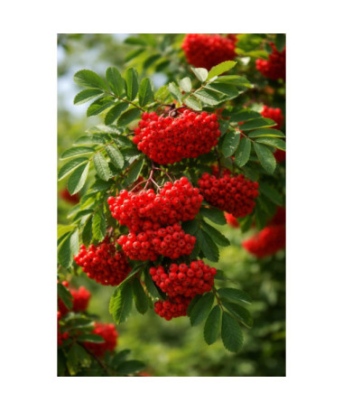 Paprastasis šermukšnis 2L