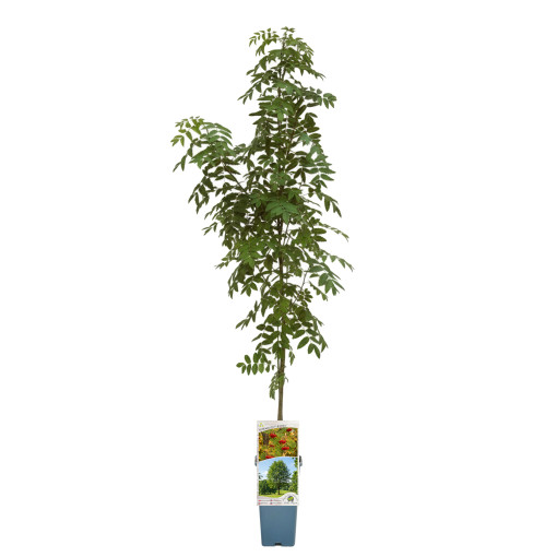 Paprastasis šermukšnis 2L