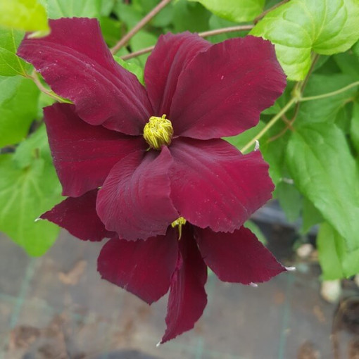 Clematis Westerplatte, 4L pods