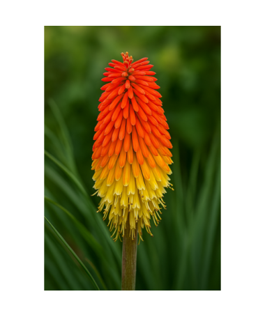 Banguotoji knifofija 'Red Hot Poker' P9/C1