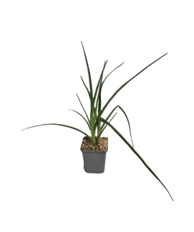 Banguotoji knifofija 'Red Hot Poker' P9/C1