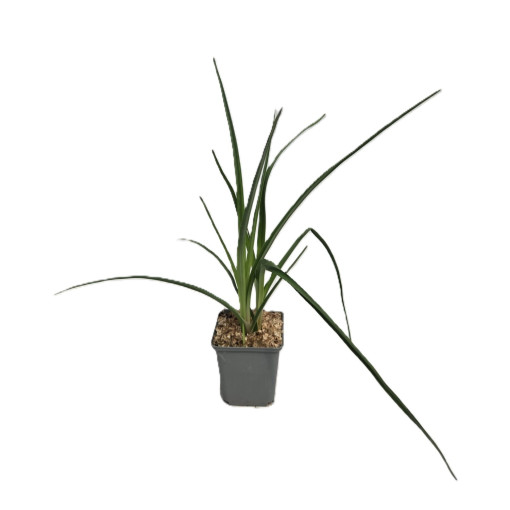 Banguotoji knifofija 'Red Hot Poker' P9/C1