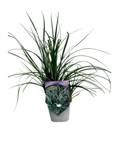 Viksvuolė 'Pamira' P9/C1