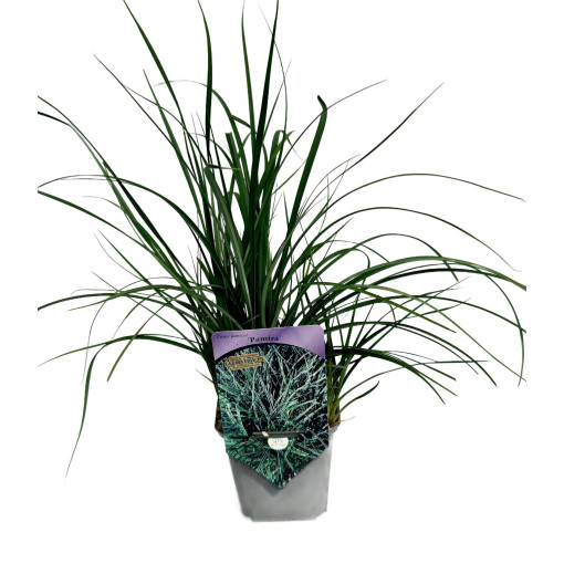 Viksvuolė 'Pamira' P9/C1