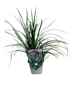 Viksvuolė 'Pamira' P9/C1