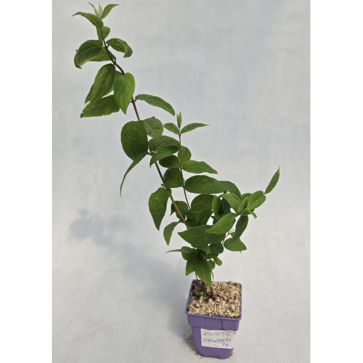 Deucija 'Strawberry Fields'