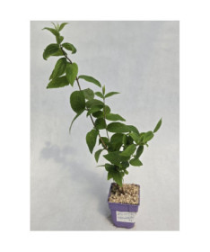 Deucija 'Strawberry Fields'