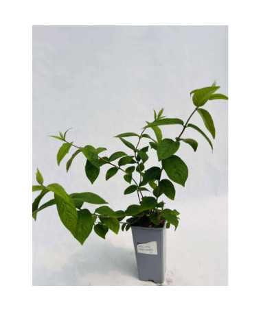 Deutzia × hybrida 'Strawberry Fields' 2L