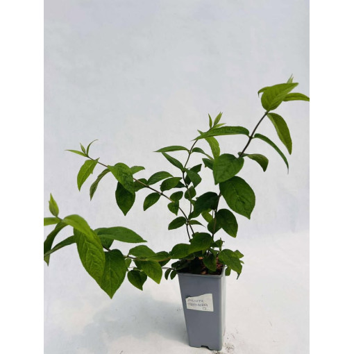 Deutzia × hybrida 'Strawberry Fields' 2L