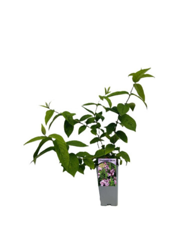 Deutzia × hybrida 'Strawberry Fields' 2L