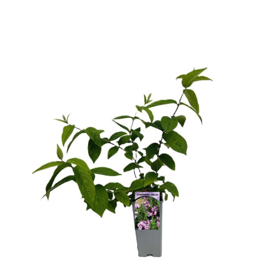 Deutzia × hybrida 'Strawberry Fields' 2L