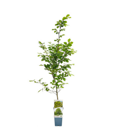 Paprastasis bukas 2L