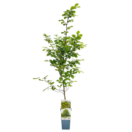 Paprastasis bukas 2L