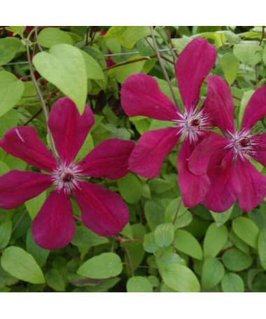 Clematis Westerplatte, 4L pods