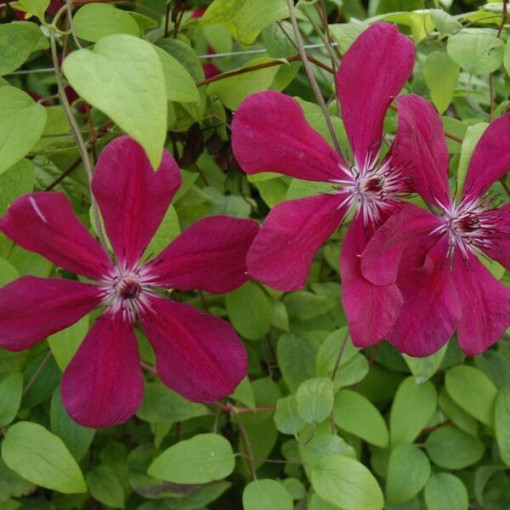 Clematis Westerplatte, 4L pods