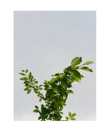 Paprastasis bukas 2L