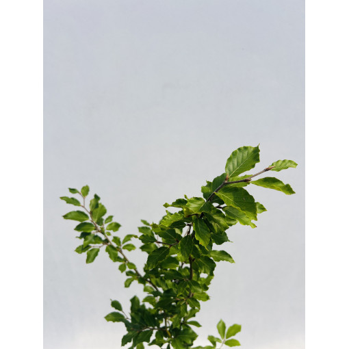 Paprastasis bukas 2L