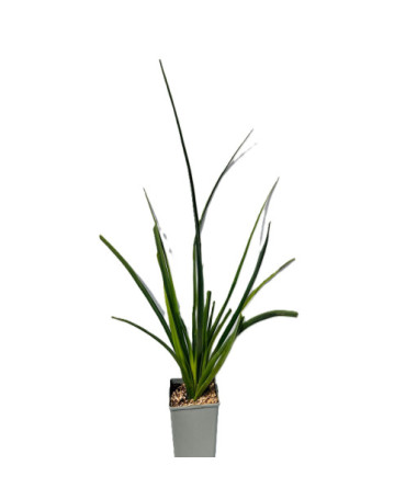 Knifofija 'Red Hot Poker'  C2