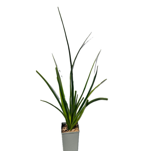 Knifofija 'Red Hot Poker'  C2