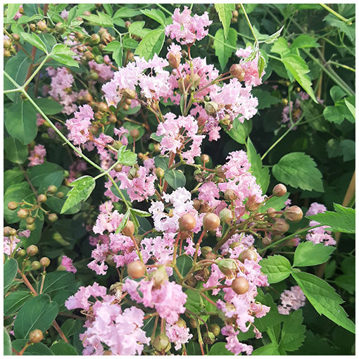 Indijas Lagerstroēmija (Krepe Purpura) 2L