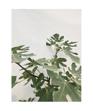Parastais vīģes koks 'Brown Turkey' / Ficus carica 'Brown Turkey'20L