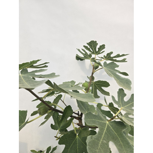 Parastais vīģes koks 'Brown Turkey' / Ficus carica 'Brown Turkey'20L