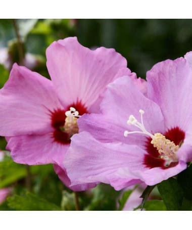 Sīrijas hibisks (Hibiscus) 'Pink Giant'  4l