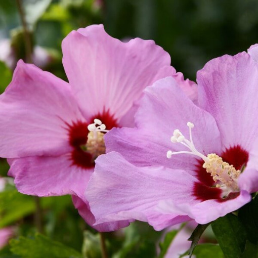 Sīrijas hibisks (Hibiscus) 'Pink Giant'  4l