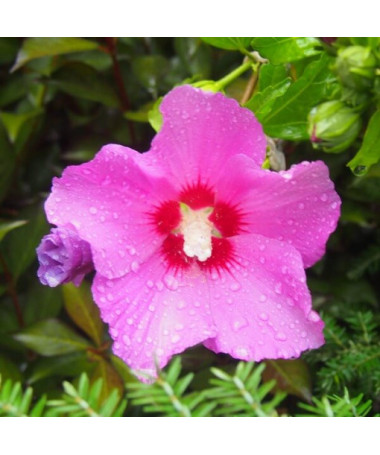 Sīrijas hibisks (Hibiscus) 'Pink Giant'  4l