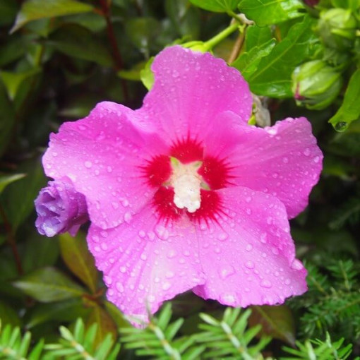 Sīrijas hibisks (Hibiscus) 'Pink Giant'  4l