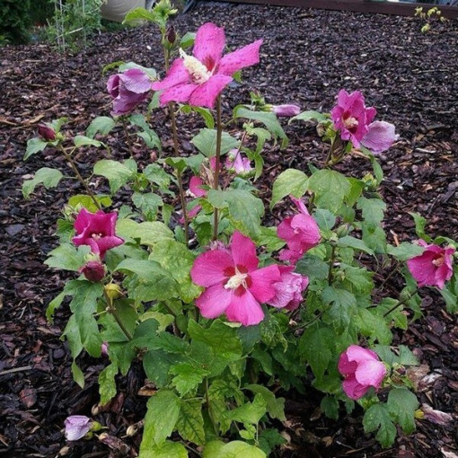 Sīrijas hibisks (Hibiscus) 'Pink Giant'  4l