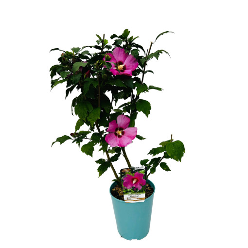 Sīrijas hibisks (Hibiscus) 'Pink Giant'  4l