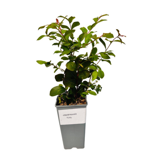 Indinė lagerstremija 'Pink' 2L