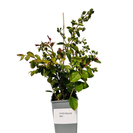 Indinė lagerstremija 'Red' 2L